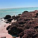 "Agatha's "Beach-Comber" Definition May Surprise Modern Readers"