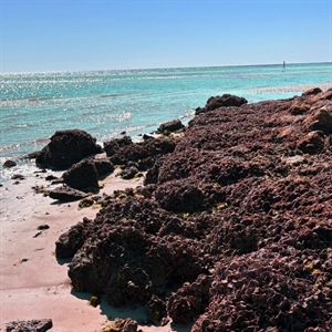 "Agatha's "Beach-Comber" Definition May Surprise Modern Readers"